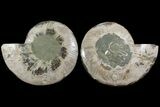 Bargain, Agatized Ammonite Fossil - Madagascar #111538-1